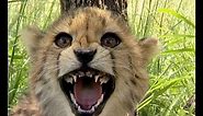 🐆 Cute Cheetah Cubs Hissing at Camera