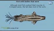 FISH LOCOMOTION DIFFERENT WAYS OF FISH SWIMMING ANIMATION WELL EXPLAINED