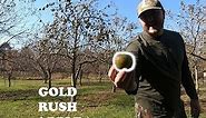 Gold Rush Apple By Morse Nursery