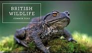 British Wildlife - Common Toad