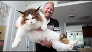 4ft Long Samson Is New York’s Biggest Cat
