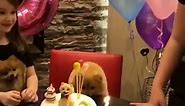 Just a Pomeranian enjoying her birthday party 😂🎂