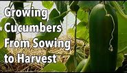 Growing Cucumbers From Sowing to Harvest