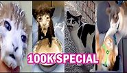 100K SPECIAL - BEST CAT MEMES COMPILATION OF 2020 PART 26