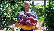 How to Easily Grow Apples, Complete Growing Guide