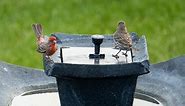 11 Best Solar Birdbath Fountains & Pumps Reviewed and Rated in 2024