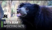 Facts About Sloth Bears