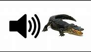 Alligator - Sound Effect | ProSounds