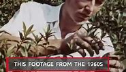 Have you ever wondered what Kew Gardens looked like in the 1960s? Founded in 1840, The Royal Botanic Gardens at Kew is one of the most extensive and important botanical gardens in the world, housing the "largest and most diverse botanical and mycological collections" around the globe | MyLondon