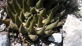 Cacti in Mexico