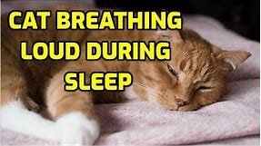 Cat Breathing Heavily While Resting? (5 Reasons Why!)