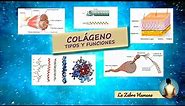 El colágeno - tipos y funciones