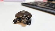 5 Smallest Turtle Species in the World (Pictures & Facts) - Wild Explained