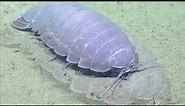 Giant deep-sea isopod, Bathynomus giganteus