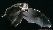 Idaho Falls Zoo hosting Bats of Eastern Idaho presentation - Local News 8