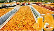 How Orange Juice Is Made In Factory | Fresh Orange Juice Factory Process