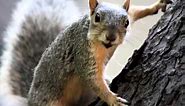 Happy Birthday to You - Sammie the Squirrel