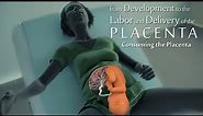 development of the placenta-labor and delivery - birth-embryology-placental maternal side formation