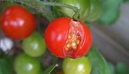 Why Tomatoes Split and Crack (And How to Prevent It)