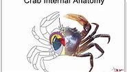 Crab Internal Anatomy - Shrimp and Snail Breeder