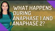 What happens during anaphase 1 and anaphase 2?