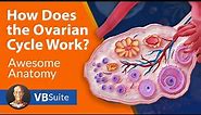 How Does the Ovarian Cycle Work?