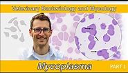 Mycoplasma (Part 1) - Veterinary Bacteriology and Mycology