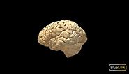 Brain - Whole, Labeled - 3D model by Bluelink Anatomy - University of Michigan (@bluelinkanatomy)