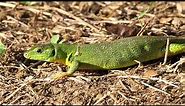 Ramarro - Green Lizard (Lacerta viridis)