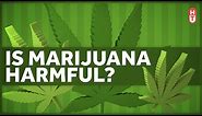 Is Marijuana Harmful to Health?