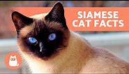 10 FACTS About SIAMESE CATS 🐱🐾 Fascinating Facts!