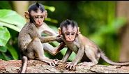 Cute Baby Monkeys Playing with Relaxing Music | Love Nature
