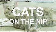 The 5 Stages of Catnip - Cats On The Nip