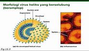Struktur dan Bagian-bagian Virus - Virus