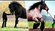 Top 10 Strongest and Most Popular Draft Horse Breeds 5 mins