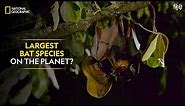 Largest Bat Species on the Planet? | Dead by Dawn | National Geographic
