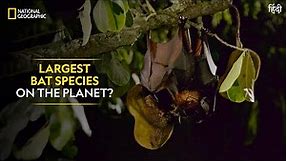 Largest Bat Species on the Planet? | Dead by Dawn | National Geographic