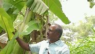 Effects of Leaves in Banana Bunch Formation...