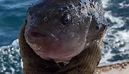 #weird #strange #strangefish #fish #fishing #gulfofmaine #maine #lobsterfishing #commercialfishing #lumpfish #reelsvideo #reelsfb #ocean #fishing #usa #america #american #uk | Reels Fishing Ocean