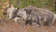Clear cutting threatens woodland caribou, scientists warn
