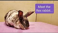 Meet the Rex Rabbit.