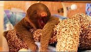 Tiny Baby Sloth Can't Stop Yawning!!!