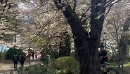 SAKURA cherry blossom viewing near Mt. Fuji🗻🌸 ⁡🇯🇵Japan