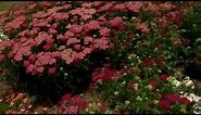 Yarrow is a tough perennial with varied colors