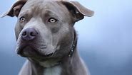 Staffordshire Bull Terrier vs. Pitbull: What Are the Differences?