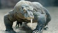 Discover the Largest Komodo Dragon Ever!