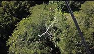 Large Ear Tree Removal Using Crane - Branch Land and Tree