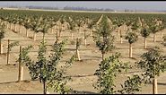 Pistachio Orchard Nutrient Management 101 with Bob Beede