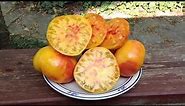 Pineapple Tomato A Beautiful And Tasty Bi Color