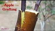 Apple Tree Grafting - How To Graft Fruit Tree